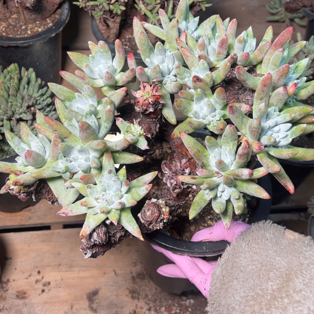 2809瑕疵哈哈哈哈哈哈哈哈哈