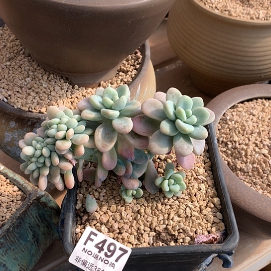 洛神缀化497 退款拉黑 需延迟发货