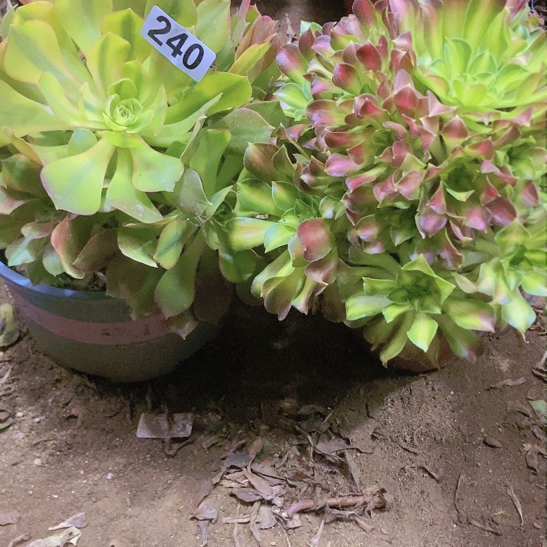 240两个老庄朵朵特价不周正有断指