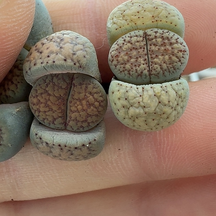 老马生石花血点朝贡1606