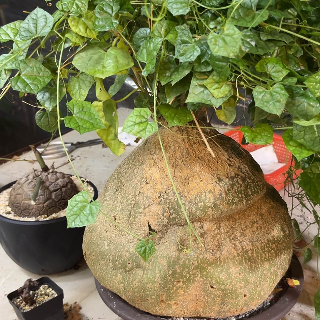 汤圆植物银叶睡布袋30朵公分