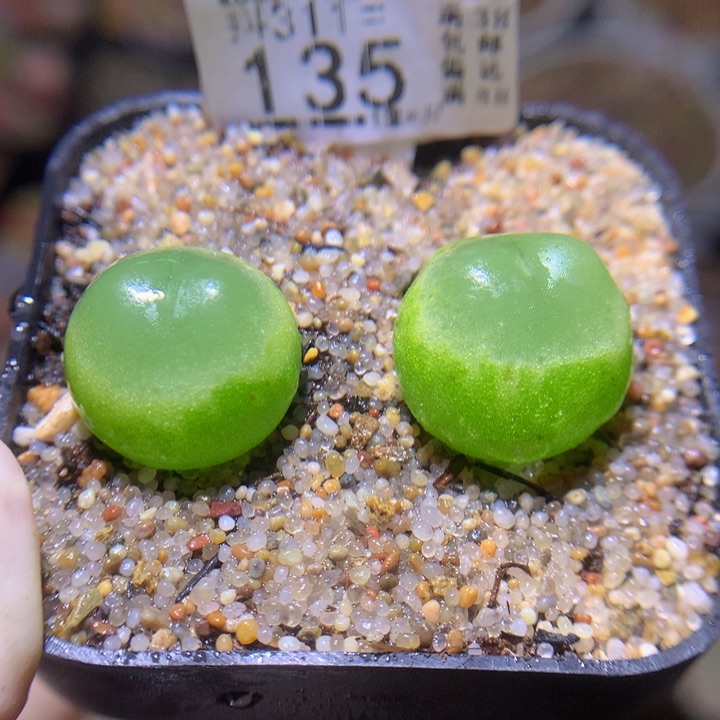精品生石花311.135