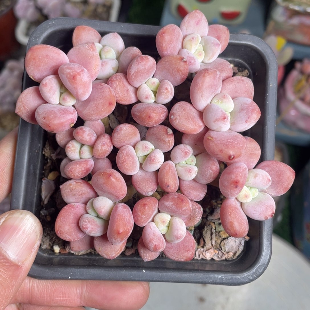 云*月红洛神平头多肉植物