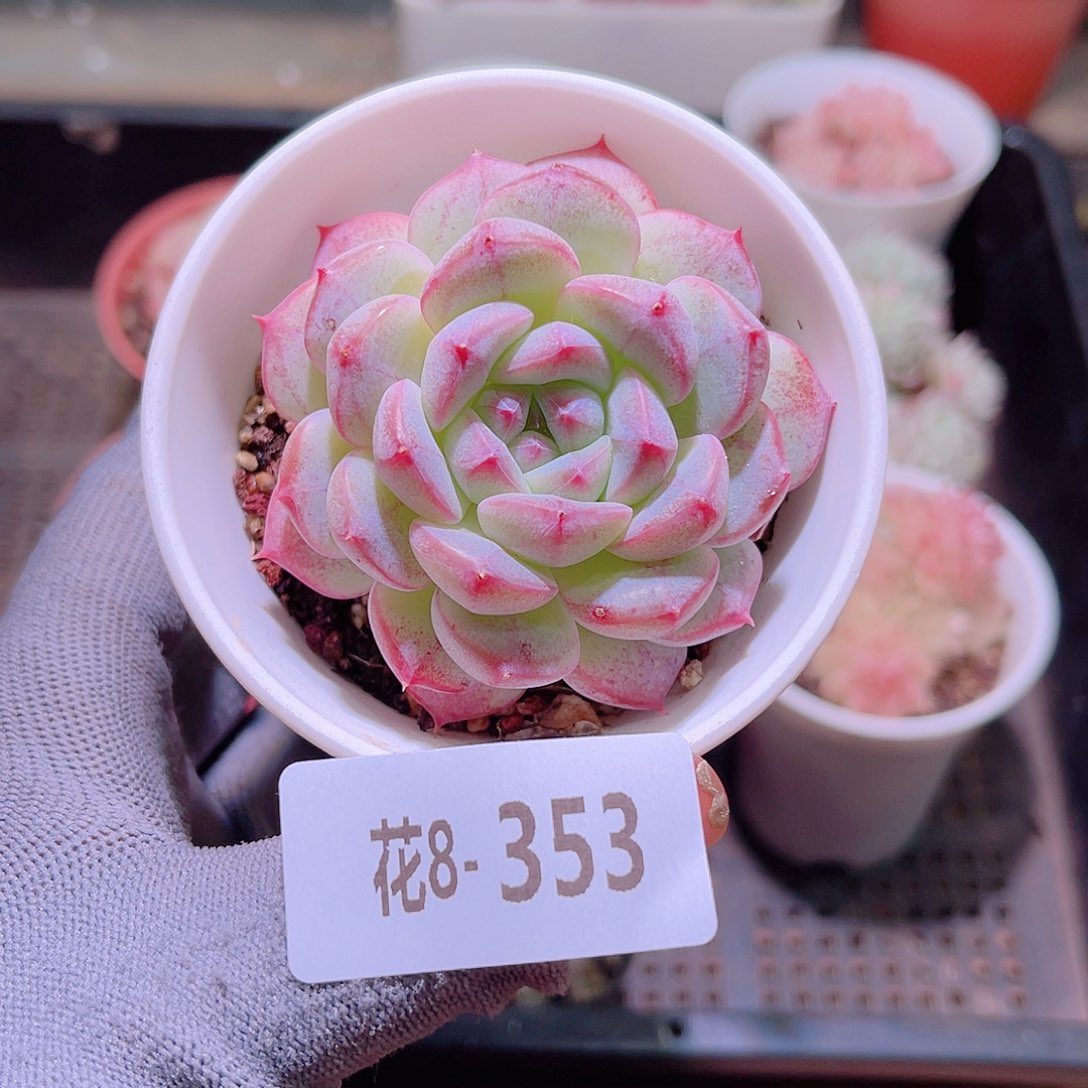 花08-353白桃汽水