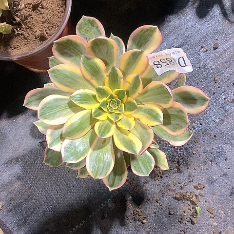 1858灿烂多肉量拍发货叶片有黑斑