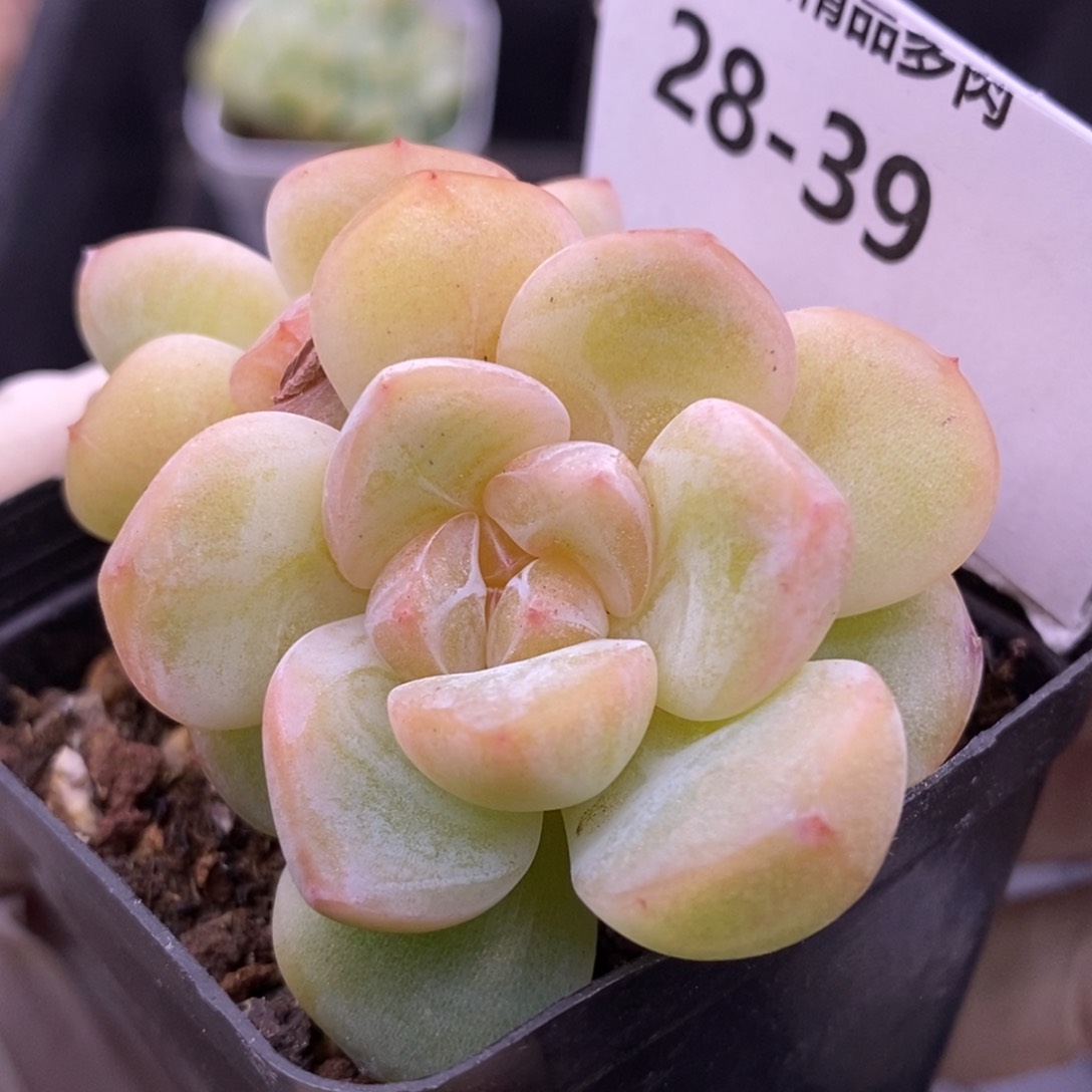 【闪购商品】28-39刚毅