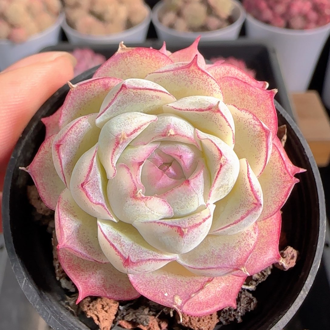 多肉1230-141女王玫瑰