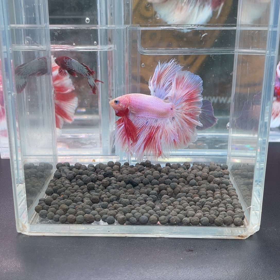 斗鱼8号1217晚绣球hmpk