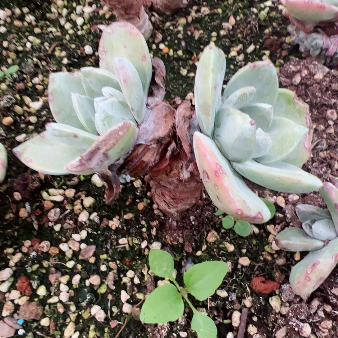 2319泡西弗洛拉仙女杯