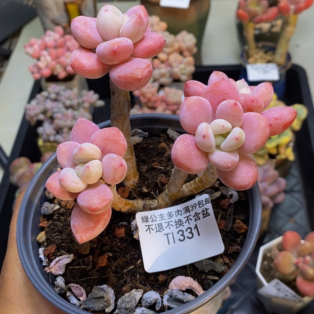 331樱花洛神多肉有砍