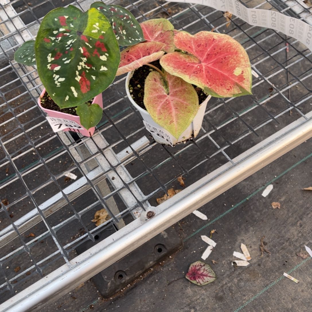 库***a无花朵         788.789沐心米奇不包售后