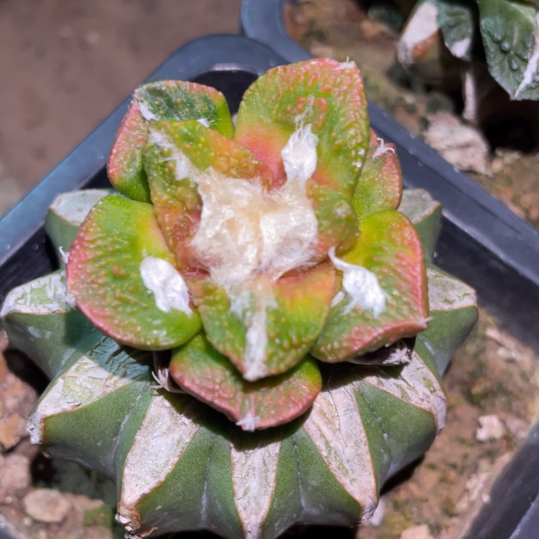 底犹拉丝纹 菜花牡丹锦 仙人球