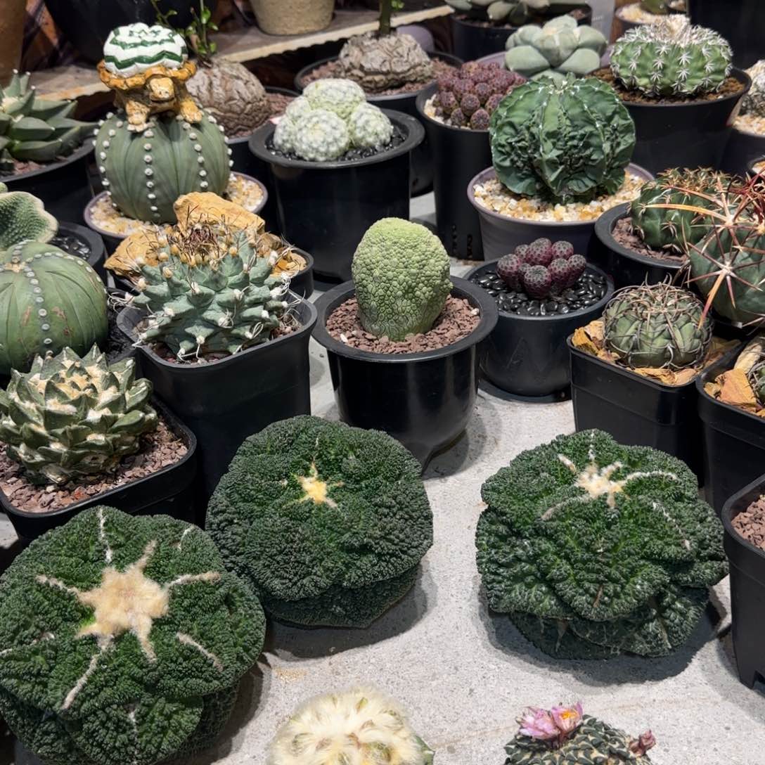 礼***️实生仙人球特价一颗