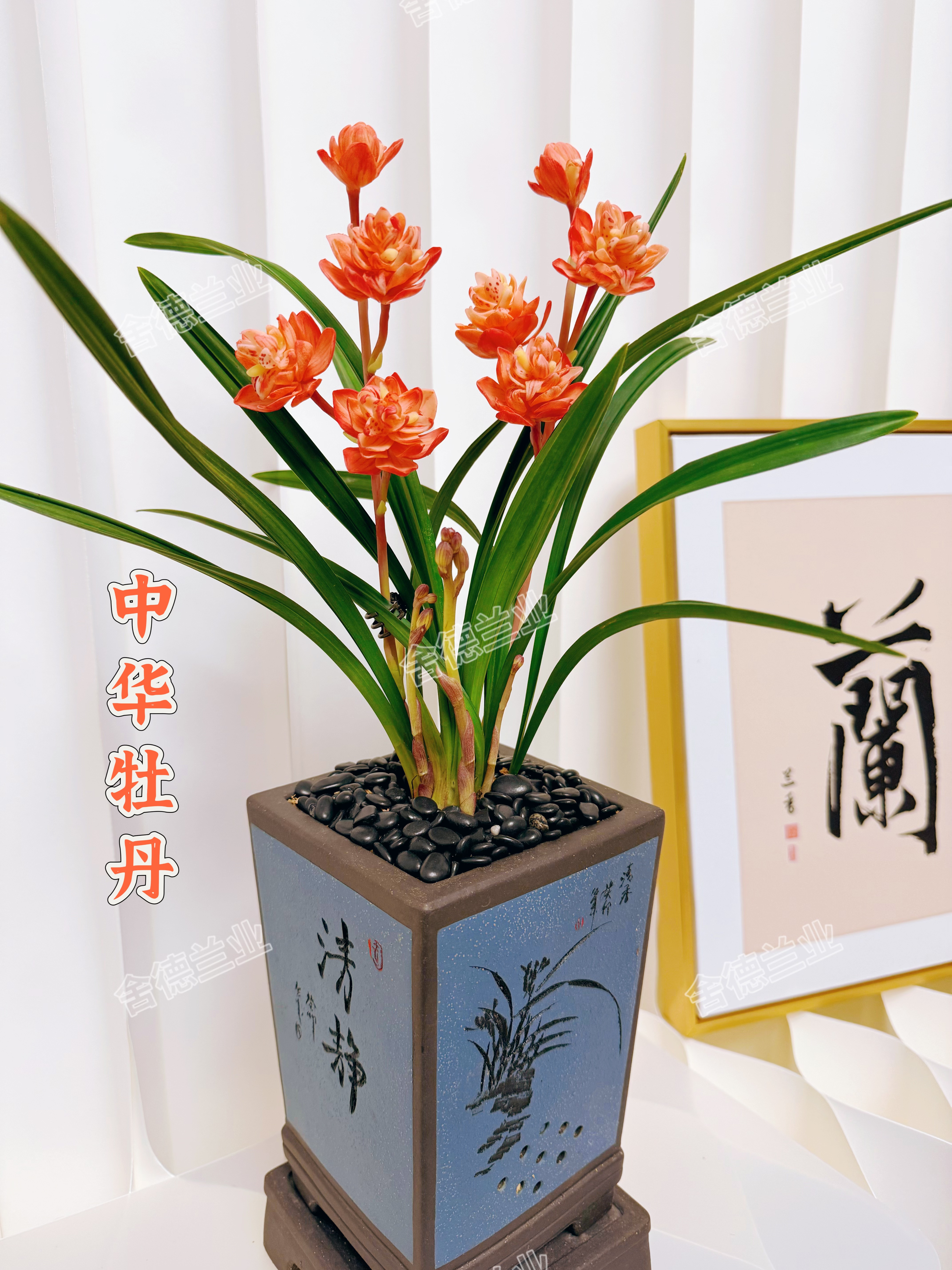 【中华牡丹】高端正品！春剑稀有铭品！新品首发 开花浓香！