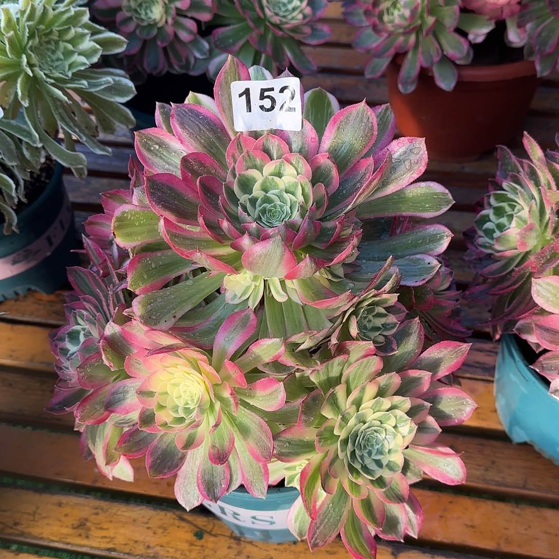 冰*多肉植物海王152