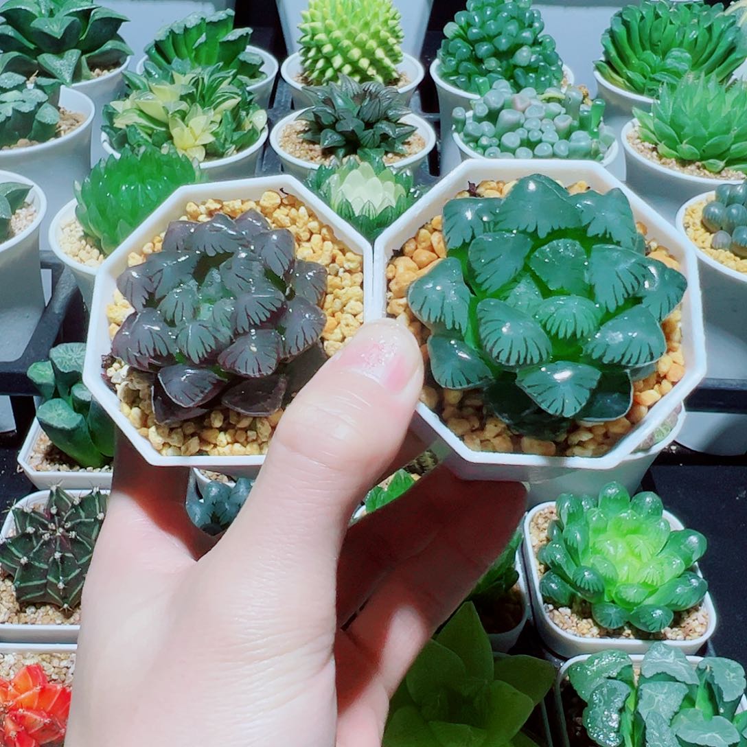 八角杯福利，紫冰灯，大窗冰灯，9.9