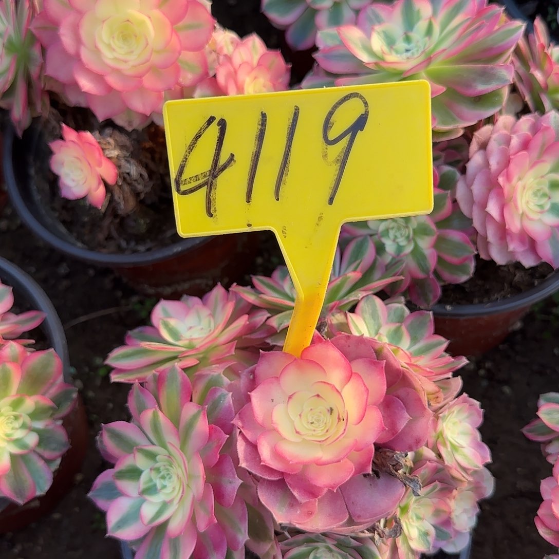 4119--倾城多头多肉植物