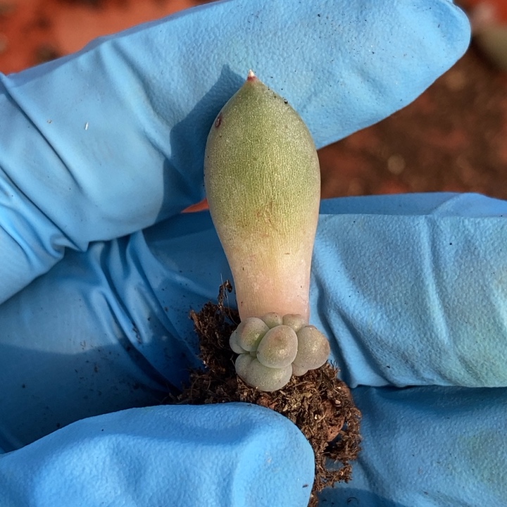 美人杂交多肉植物