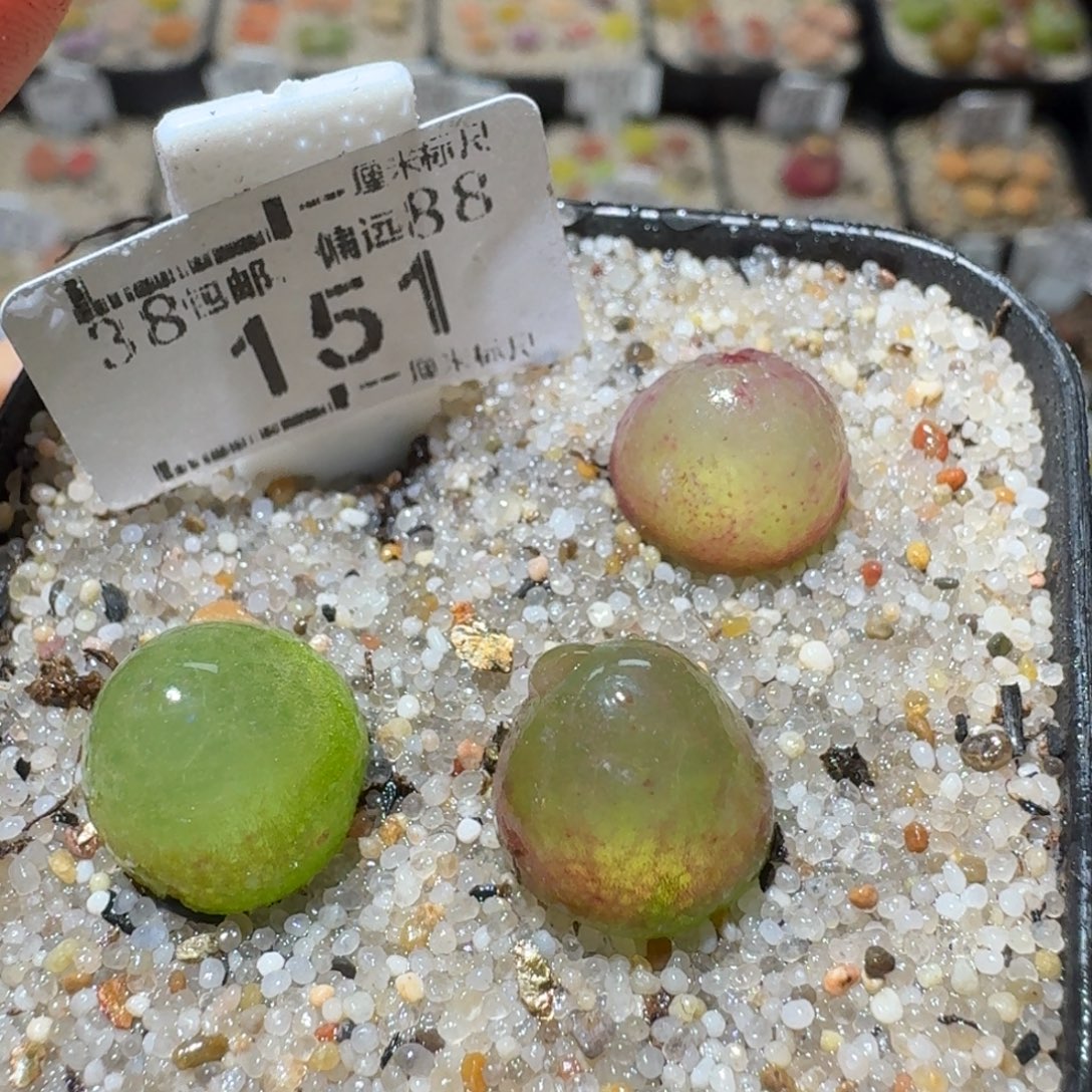 Sss精品清货款151