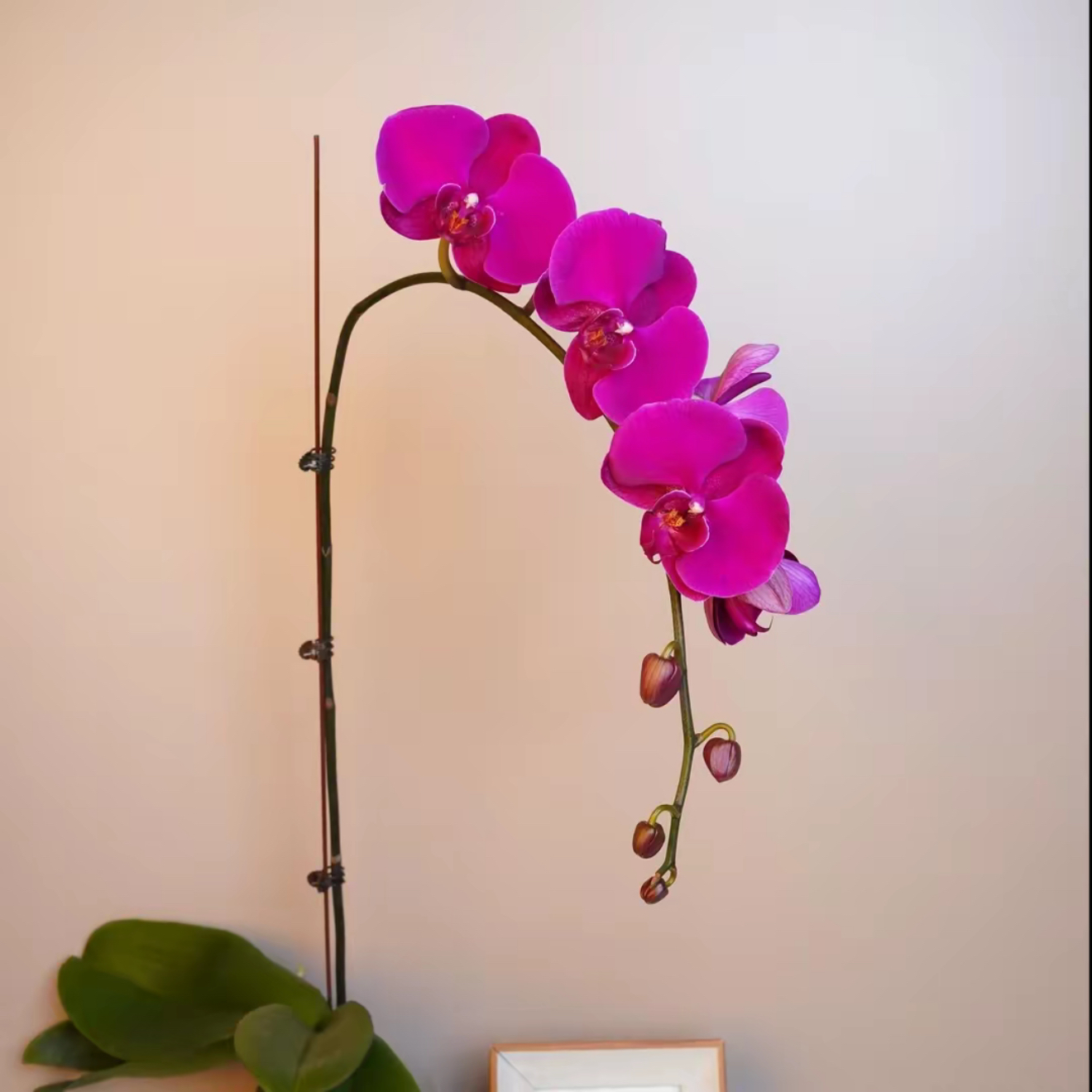 明兰花卉 蝴蝶兰【明兰级别大辣椒】3.5寸杯  带花带花苞开花株发货