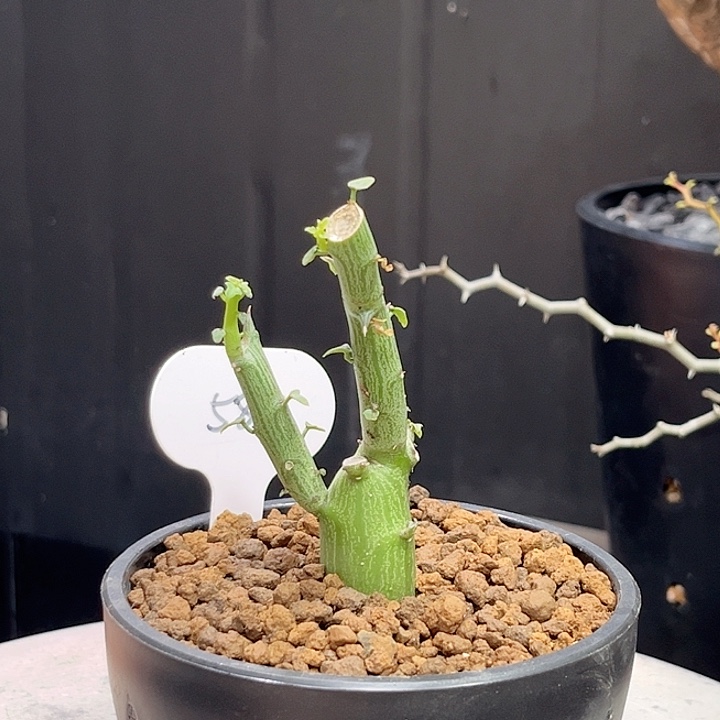 588球腺蔓实生哈哈哈哈哈哈哈