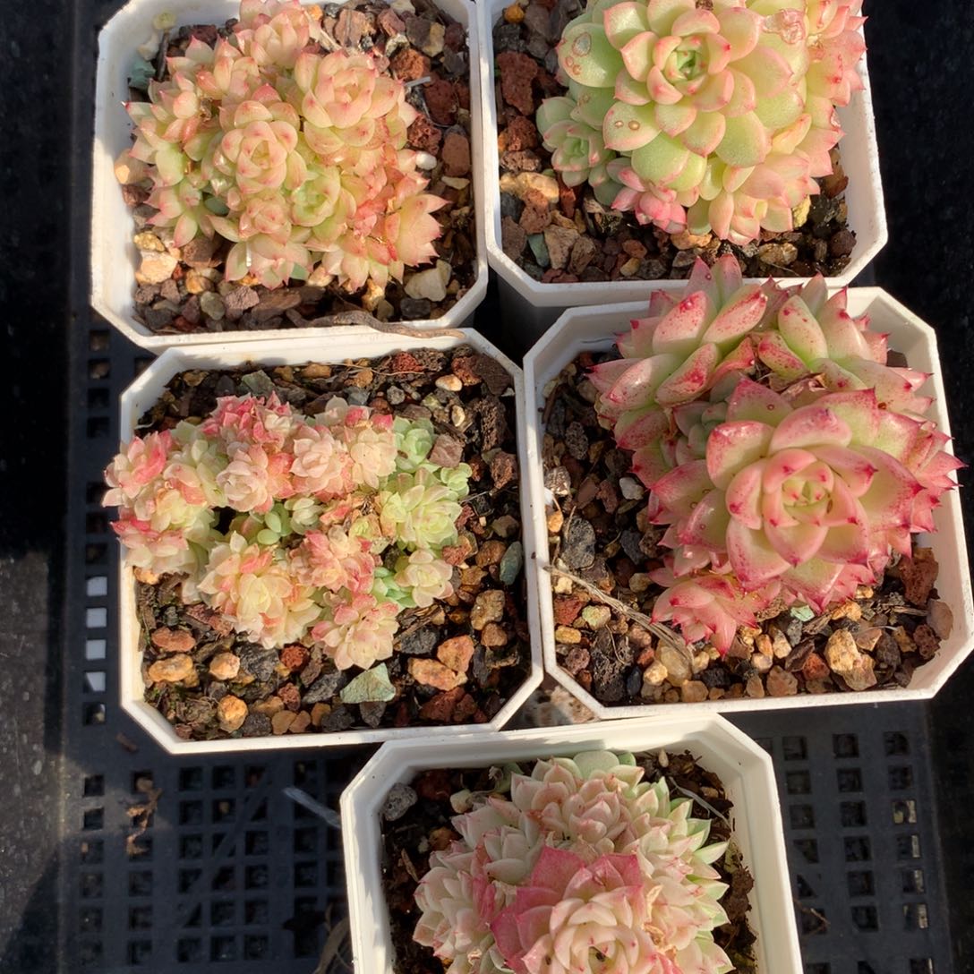 1211-107 套餐一组