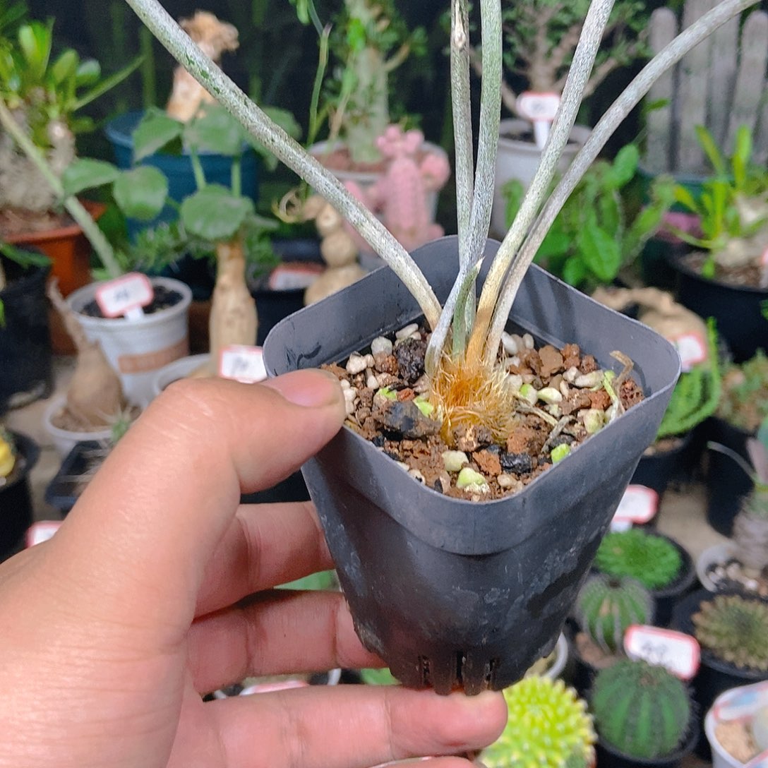 美杜莎之一五一十