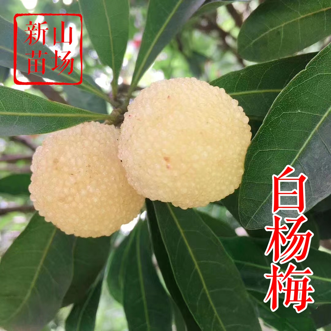 【白杨梅树苗】白沙西山白东魁白梅上虞二都水晶白杨梅树苗