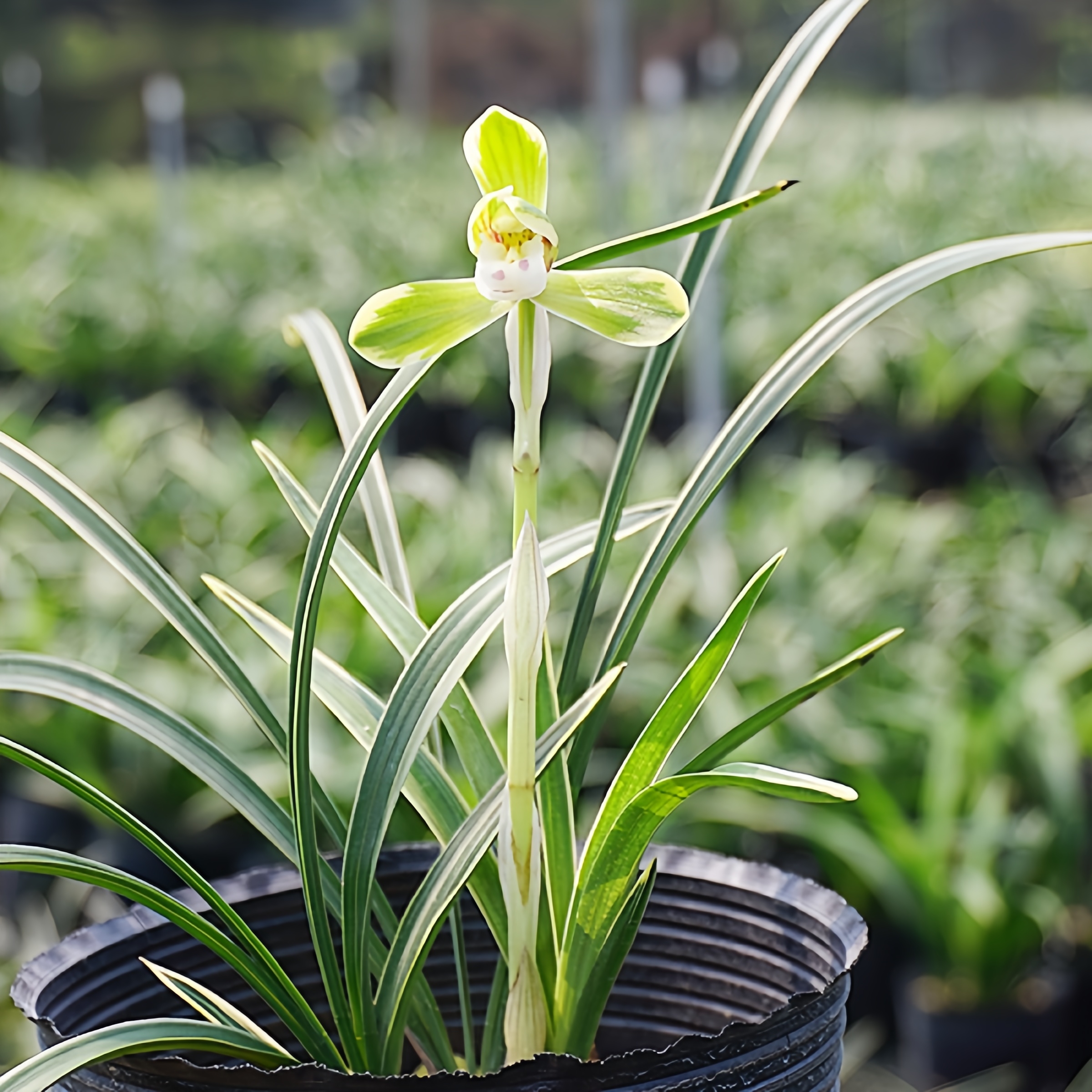 【春兰-雪山天草】古道兰艺高山国兰 易养活无温室阳台养兰