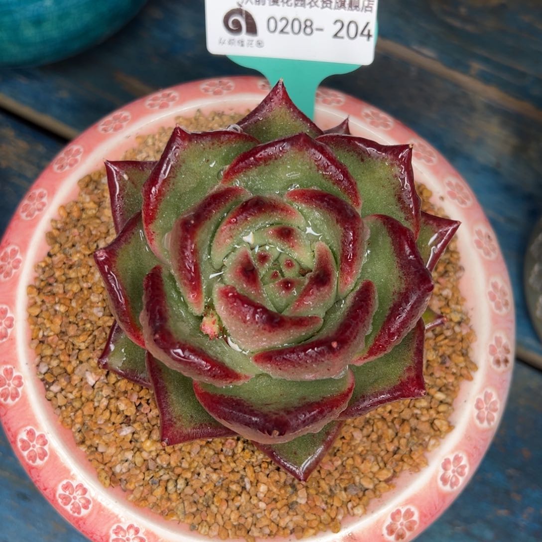 从前慢多肉精选编号0208.204