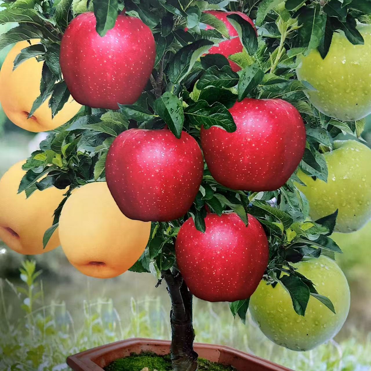 一树嫁接三品苹果树盆栽地栽室内室外养殖耐寒抗冻