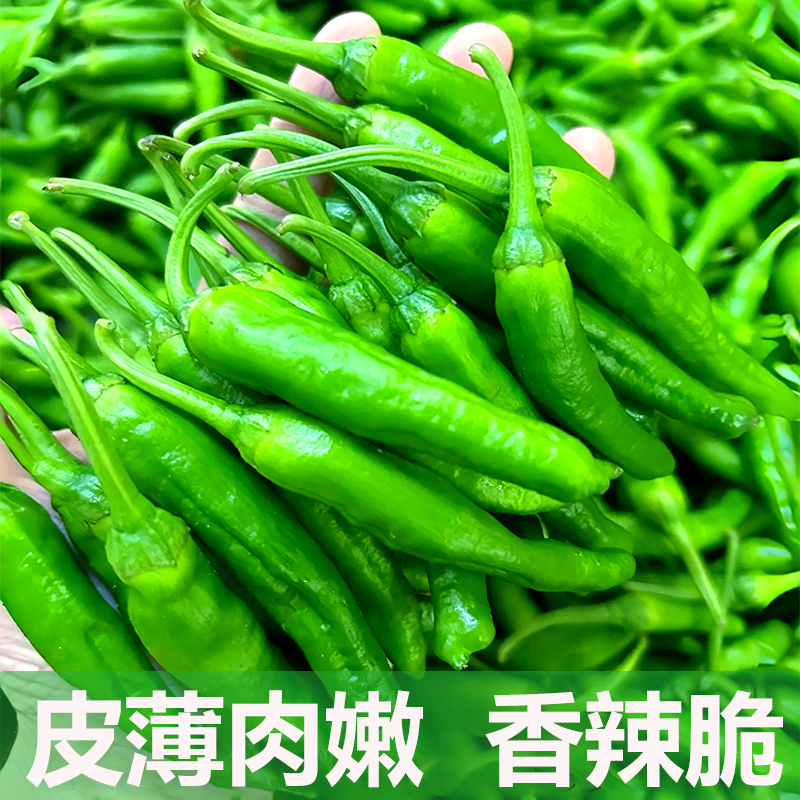鲜辣椒精品樟树港辣椒湖南本地辣椒新鲜本地农家蔬菜精品新鲜蔬菜