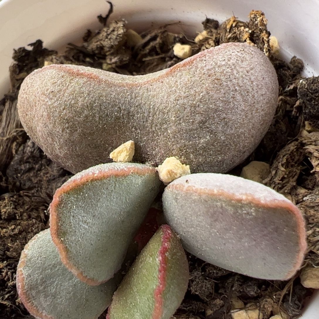 Rose磨砂蛋多肉植物水泡