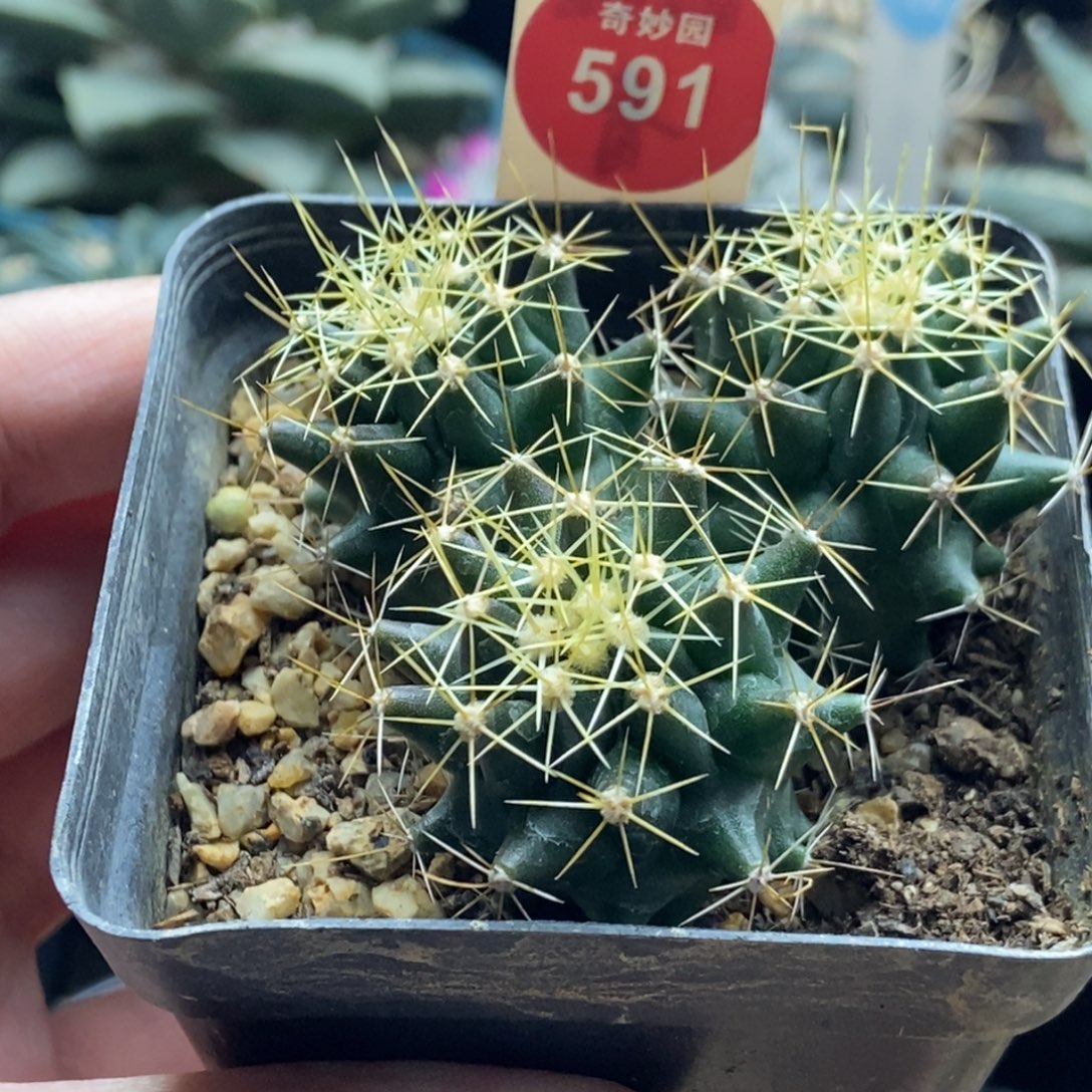 实生金刺球群一颗