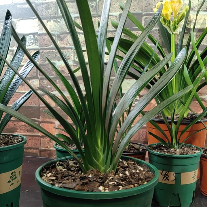 完全开放11111111