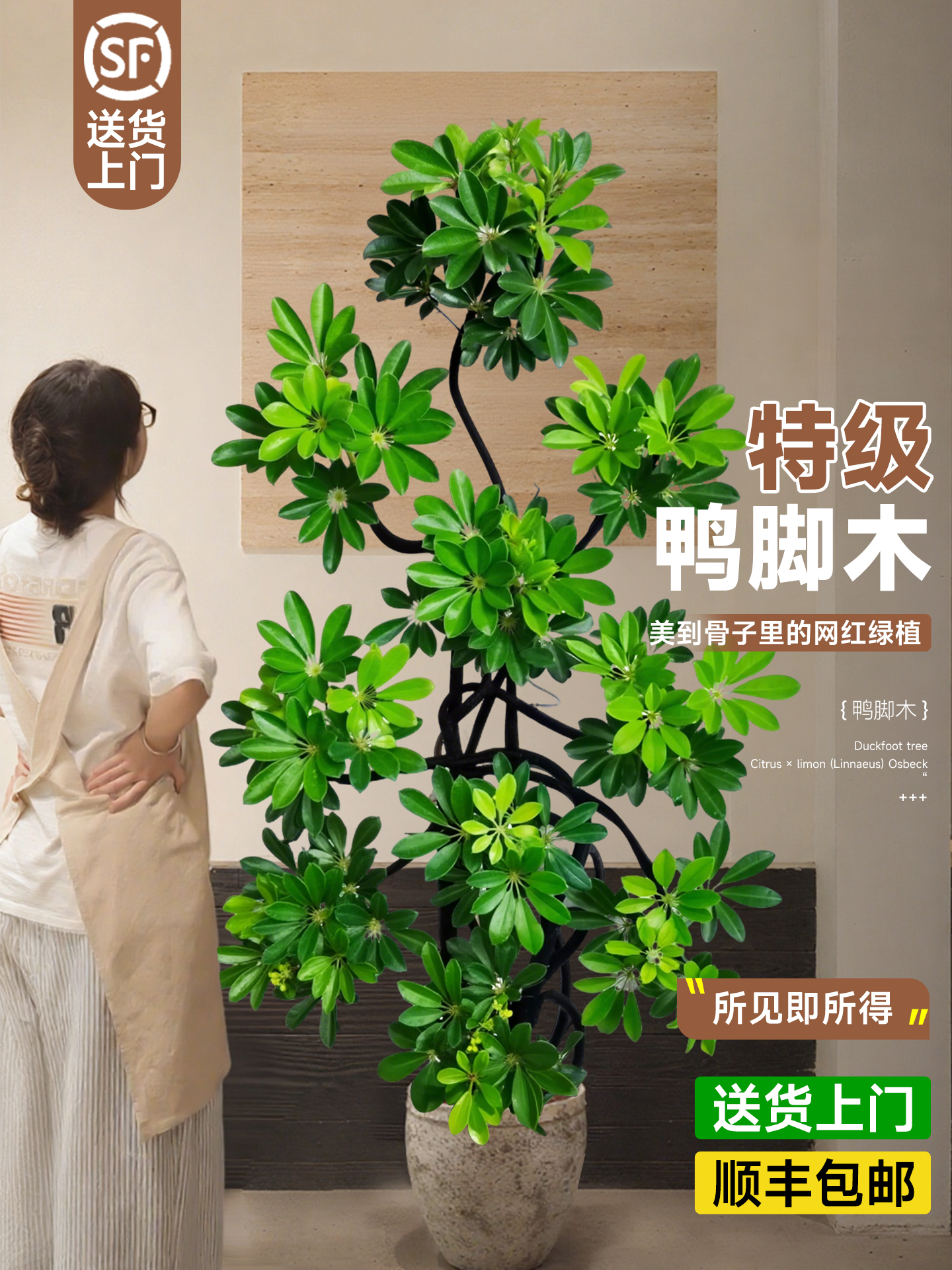 【鸭脚木】一物一拍盆栽造型富贵落地鸭脚木四季常青室内客厅绿植