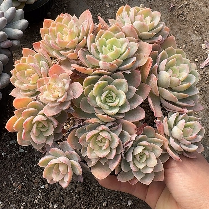 厚叶丝绸多头植物的