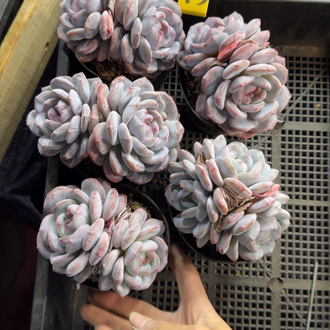 星影5颗一物一拍49