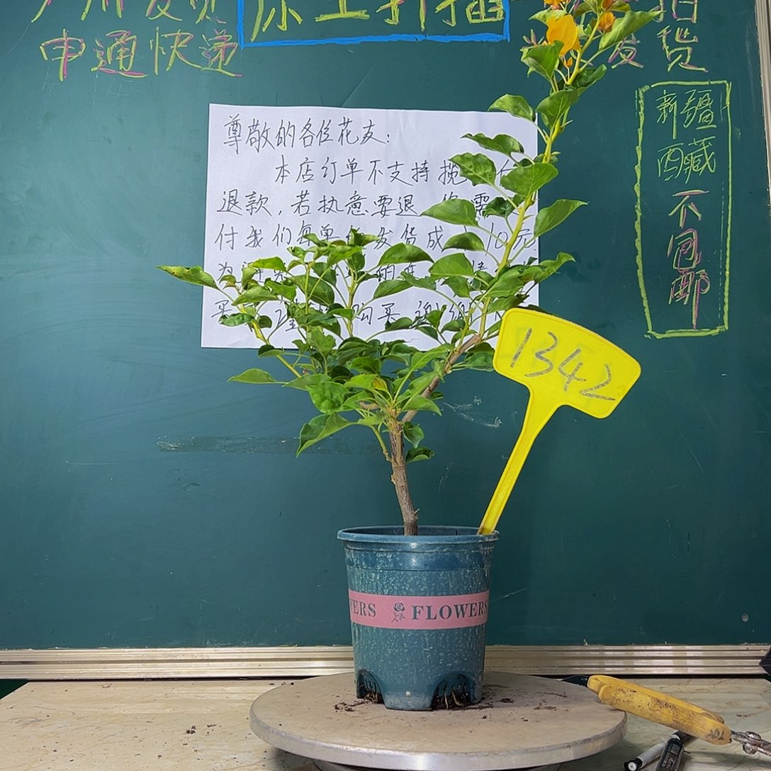 当前无花栽培后可以开花蒙娜丽莎黄 1342