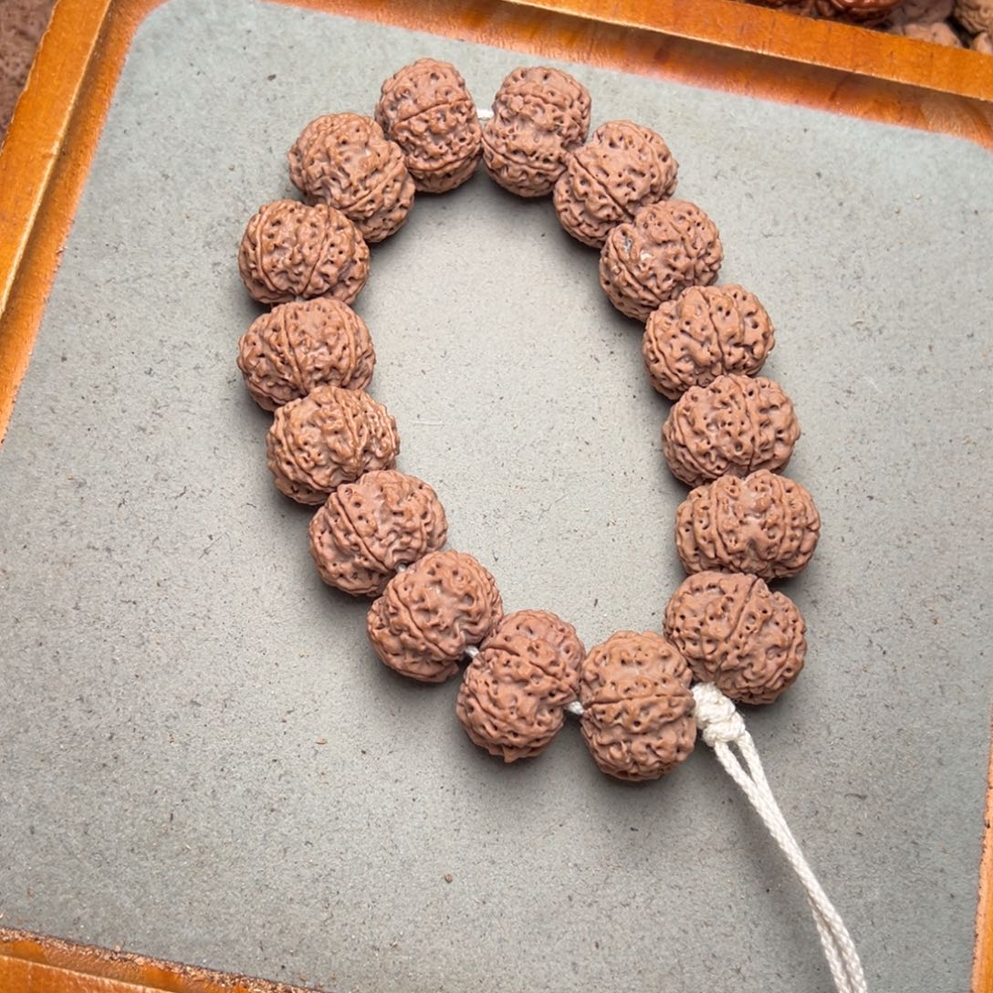 菩提6号金刚菩提六瓣矮桩23