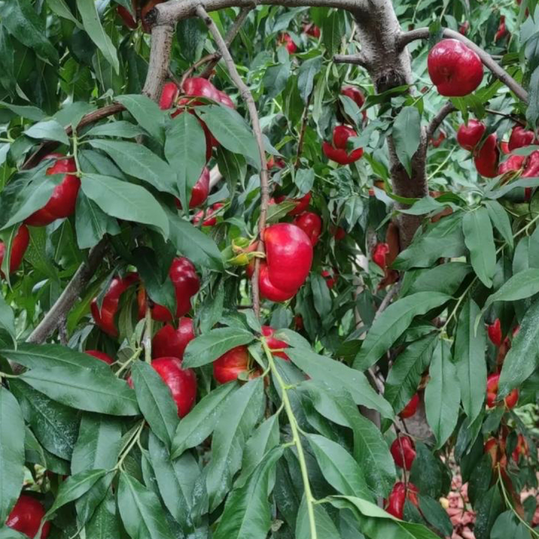 桃树苗黄桃油桃蟠桃血桃冬桃树苗盆栽地栽南方种植当年结果