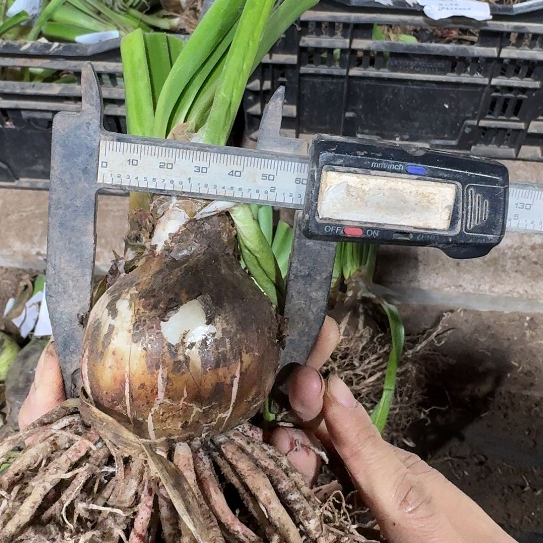 毛毛双胞胎6左右