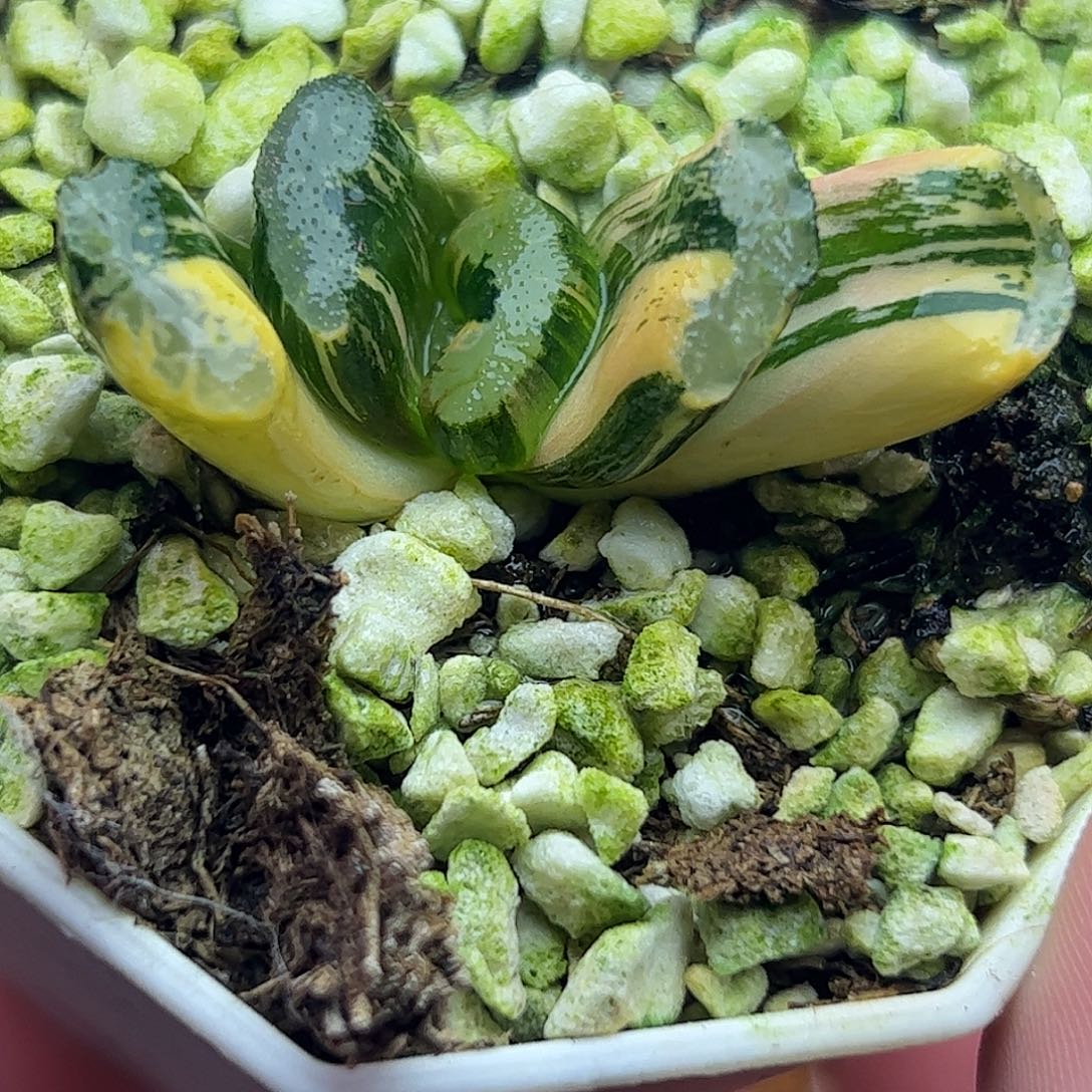 浮躁锦十二卷多肉植物
