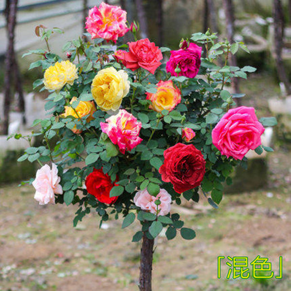 【1.5-2cm粗】混色棒棒糖树状月季花苗大花朵花卉植物月季花树苗