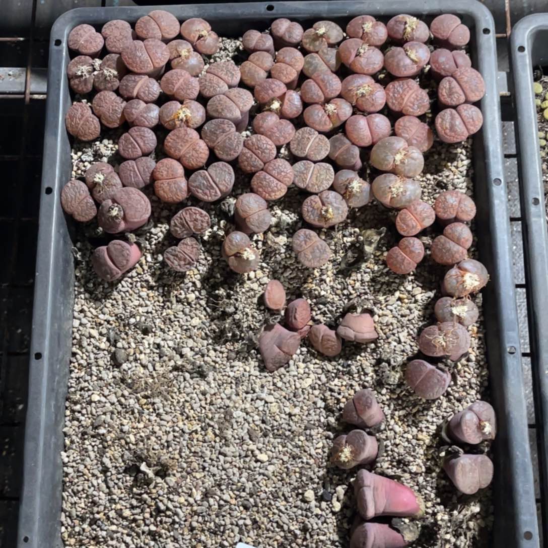 我***呀1063福利筐1不售后