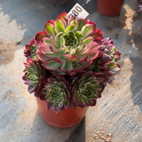 280海王手捧多肉，