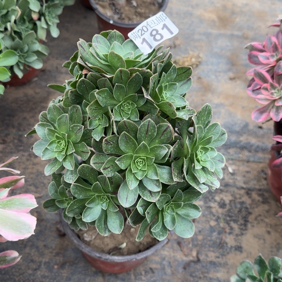 圣诞181满20包邮断枝不包