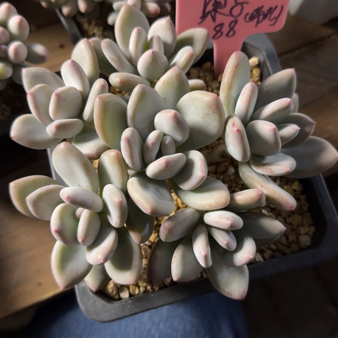 果***子11111111111111111111