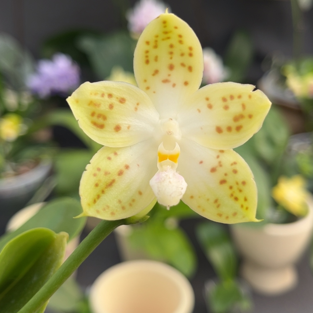 完全开放2.5寸21dp开花株