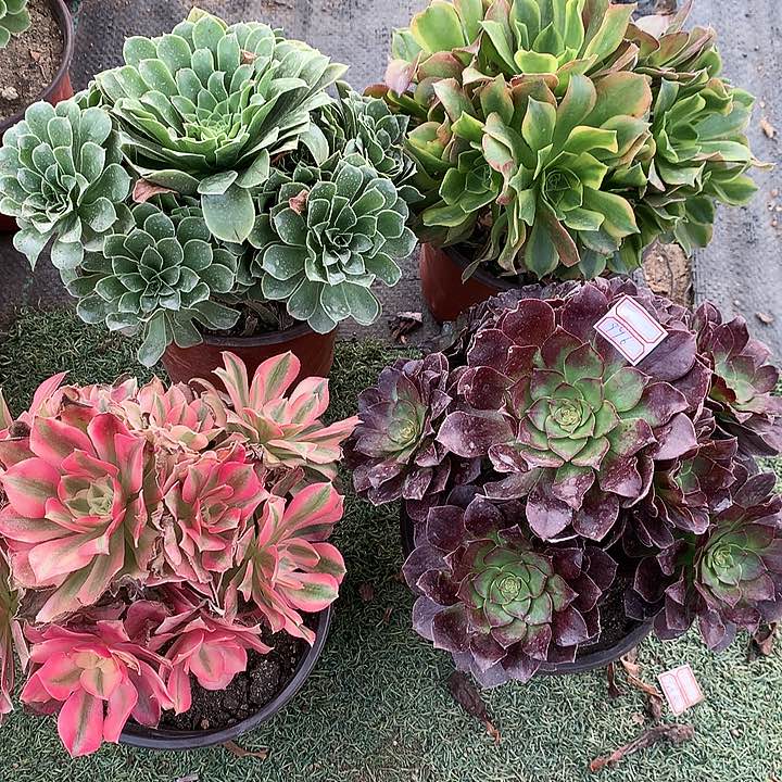 996四颗多肉植物